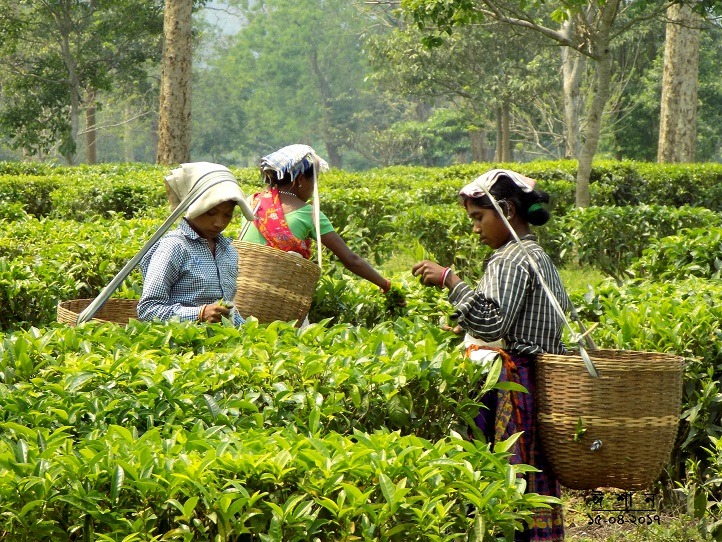 Covid19 Impacts Black Tea Plantation Workers