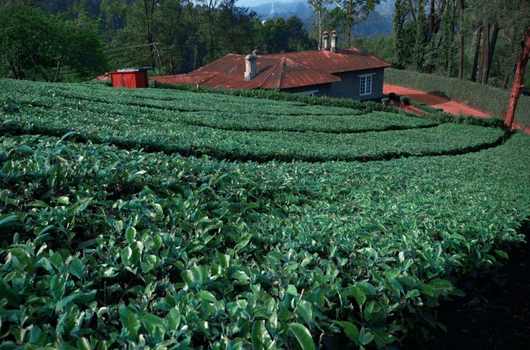 Covid impacts and the Organic Tea Market Trend