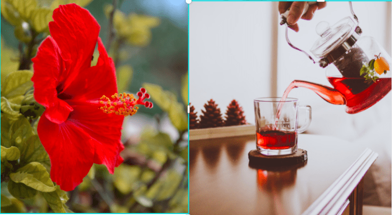 Hibiscus- Interesting Facts